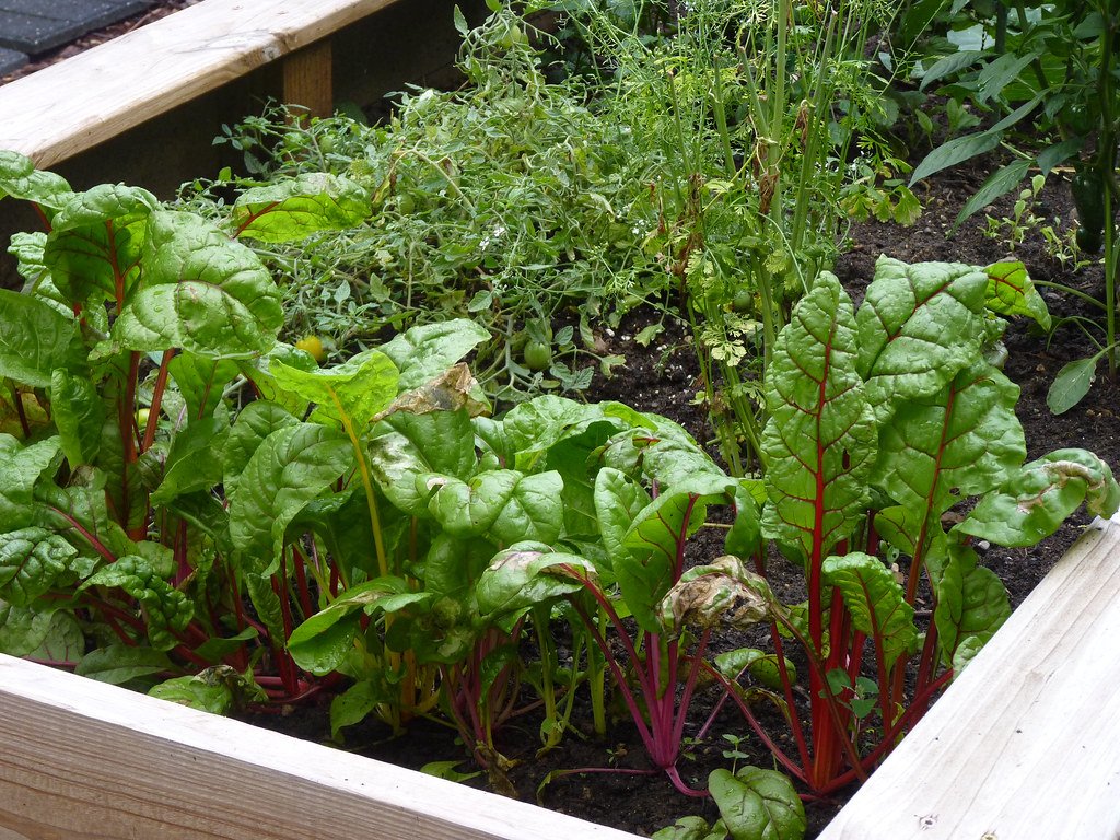 Timber raised beds planted with vegetables in a backyard garden